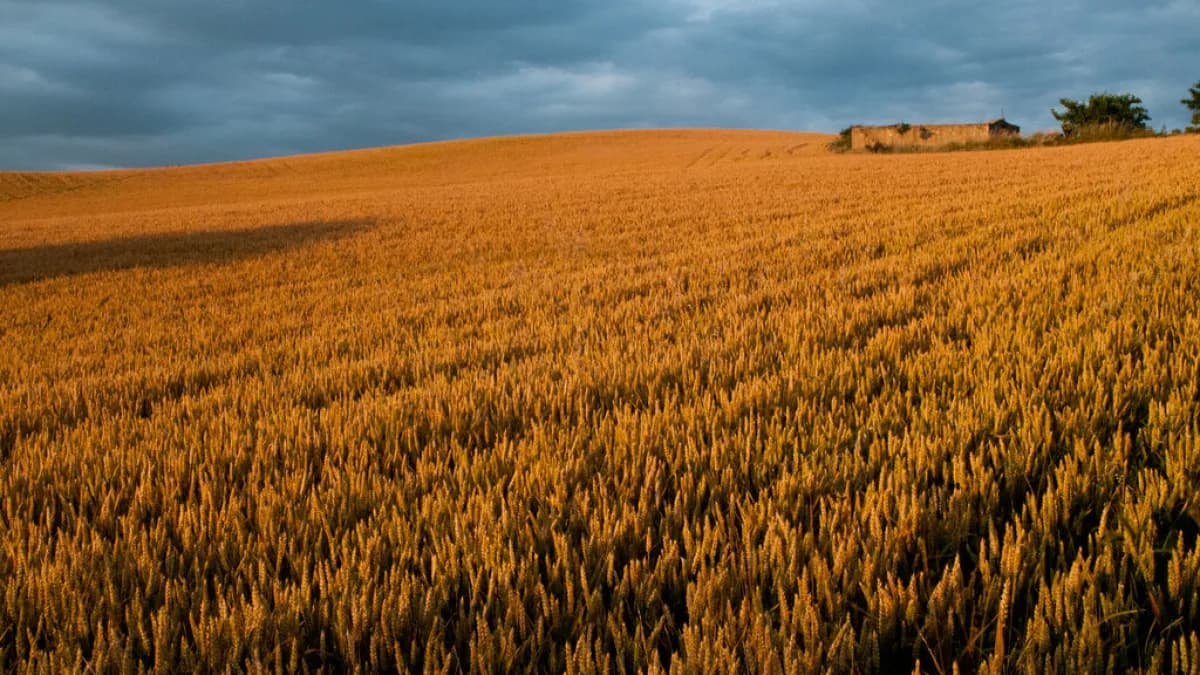 Campo de trigo dourado pronto para colheita