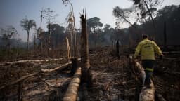 Área de vegetação destruída por incêndio, com bombeiro caminhando entre árvores queimadas (foto de arquivo)