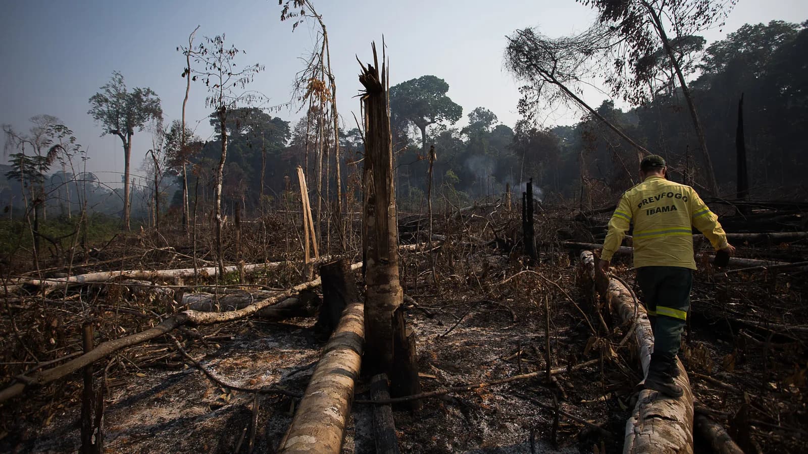 Área de vegetação destruída por incêndio, com bombeiro caminhando entre árvores queimadas (foto de arquivo)