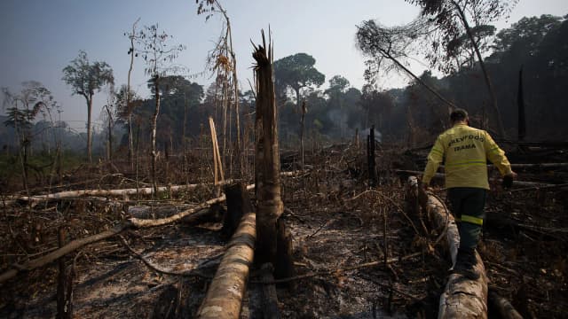 Área de vegetação destruída por incêndio, com bombeiro caminhando entre árvores queimadas (foto de arquivo)