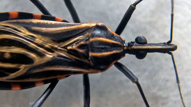 Barbeiro, inseto transmissor do parasita que causa a doença de Chagas