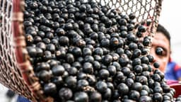 Foto de arquivo de caroços de açaí em cesto de palha no mercado do Ver-o-Peso, em Belém, no Pará, registrada em outubro de 2025