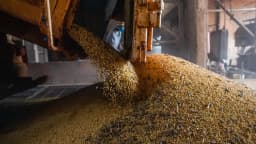 Grãos de soja sendo despejados em silo durante beneficiamento, com trabalhador ao fundo