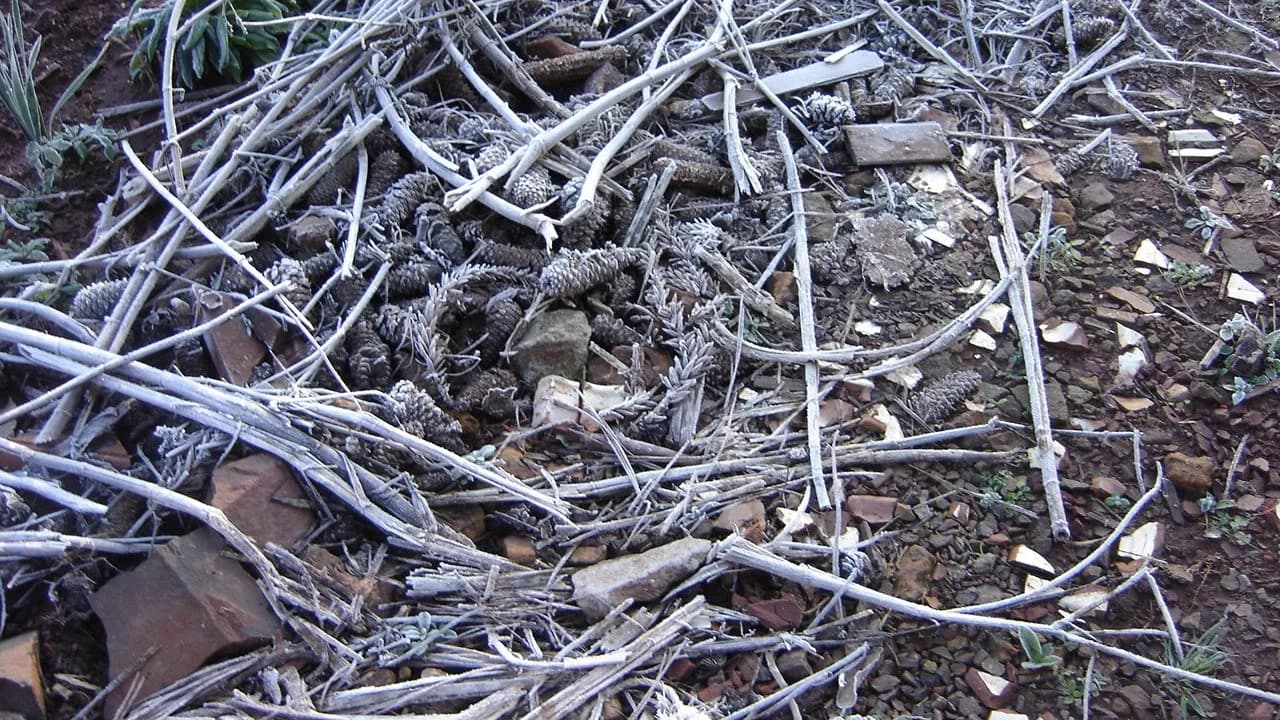 Geada cobrindo vegetação no Rio Grande do Sul (foto de arquivo)