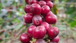 Ramo de café arábica com grãos vermelhos maduros prontos para colheita