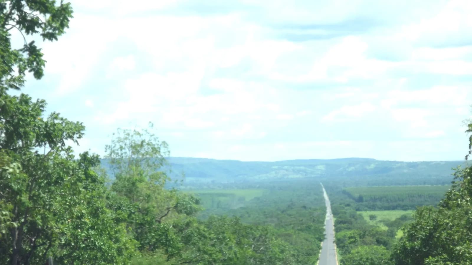 Estrada cortando plantação de eucalipto na rodovia MG-181, em Minas Gerais