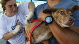 Cão atento em colo de pessoa durante atendimento, foto de arquivo da Agência Brasil