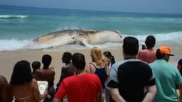 Pessoas observam de perto a carcaça de uma baleia encalhada na Praia do Arpoador, no Rio de Janeiro