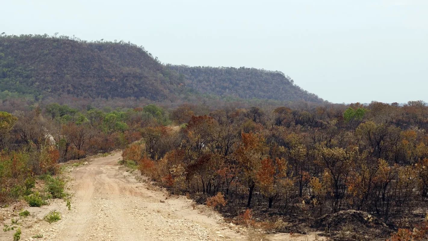 Vegetação nativa do cerrado atingida por fogo, paisagem seca associada ao El Niño