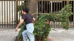 Mulher passa por árvore com galhos curvados pelo vento em calçada do Rio de Janeiro durante alerta de temporal