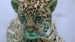 Filhote de onça-pintada em close-up, foto ilustrativa de arquivo (não é a filhote Maia)