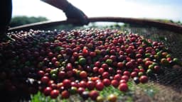 Grãos de café recém-colhidos sendo peneirados por trabalhador rural