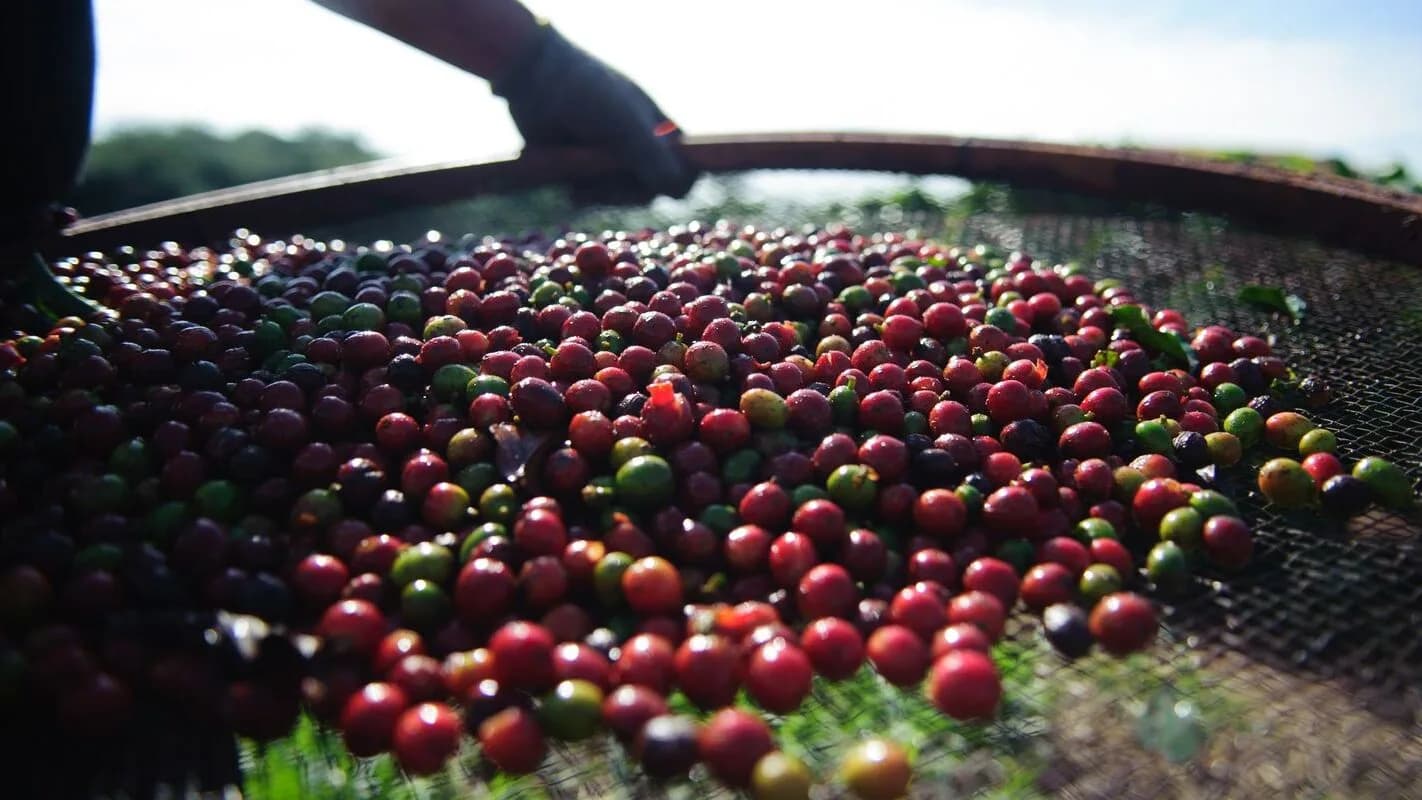 Grãos de café recém-colhidos sendo peneirados por trabalhador rural