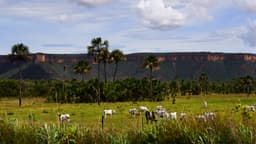 Gado da raça Nelore pastando em fazenda no Brasil