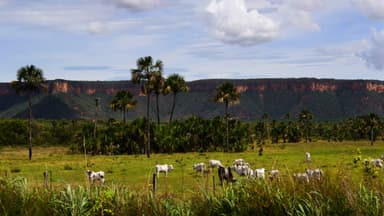 Gado da raça Nelore pastando em fazenda no Brasil