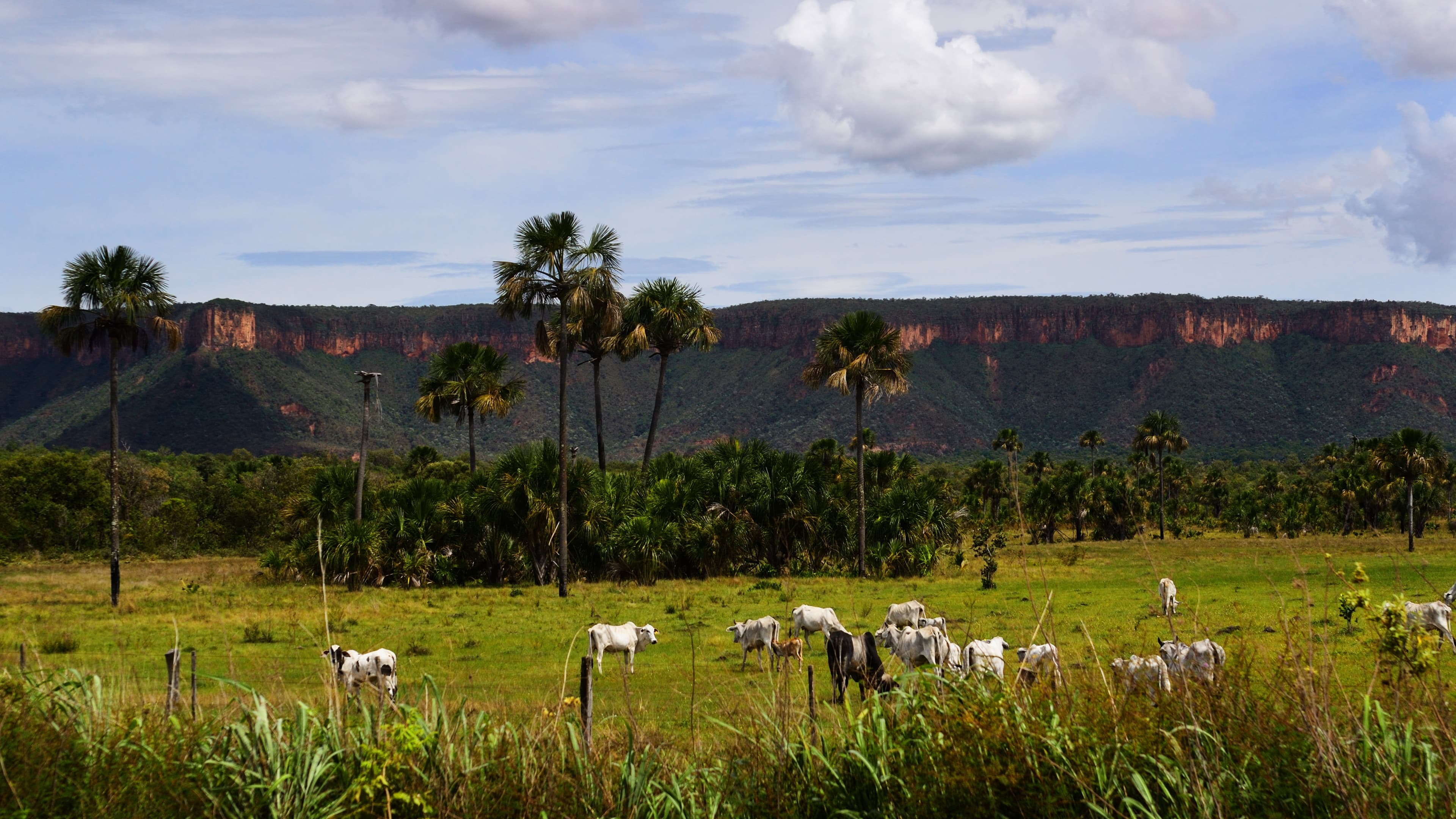 Gado da raça Nelore pastando em fazenda no Brasil
