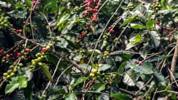 Ramos de café com frutos verdes e maduros em lavoura brasileira
