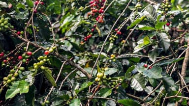 Ramos de café com frutos verdes e maduros em lavoura brasileira