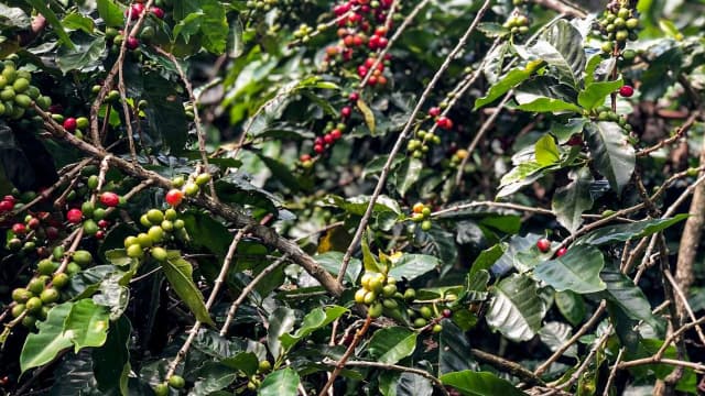 Ramos de café com frutos verdes e maduros em lavoura brasileira