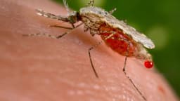 Mosquito do gênero Anopheles, transmissor da malária, pousado sobre a pele humana
