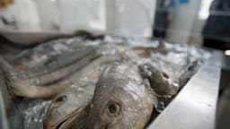 Peixes pescada frescos sobre mesa de inspeção sanitária