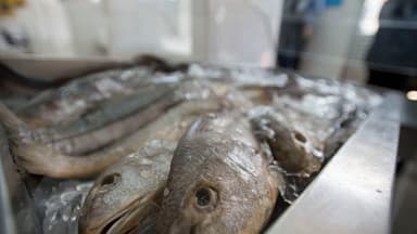 Peixes pescada frescos sobre mesa de inspeção sanitária