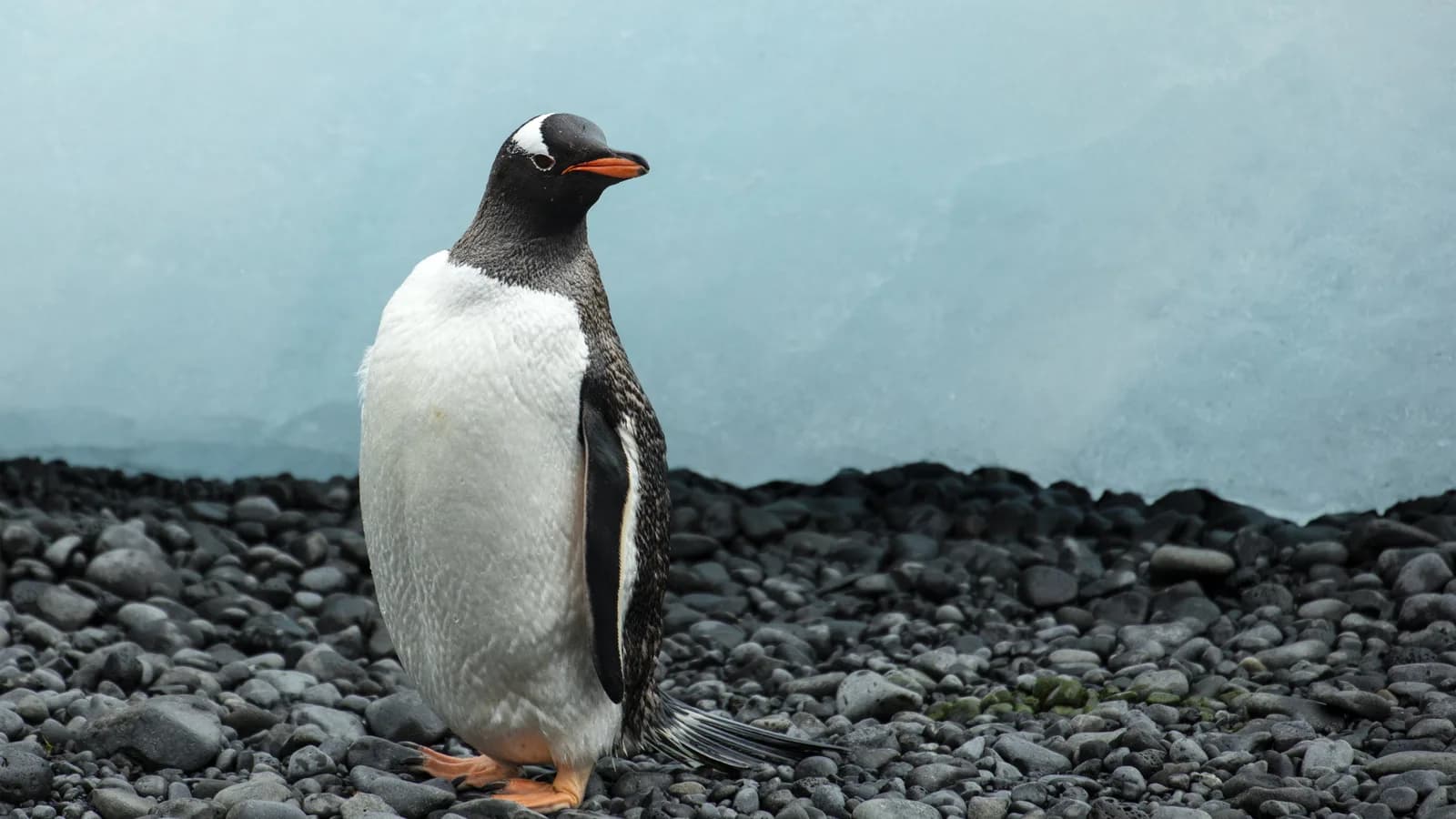 Pinguim-gentoo (Pygoscelis papua) em pé sobre pedras na Antártica