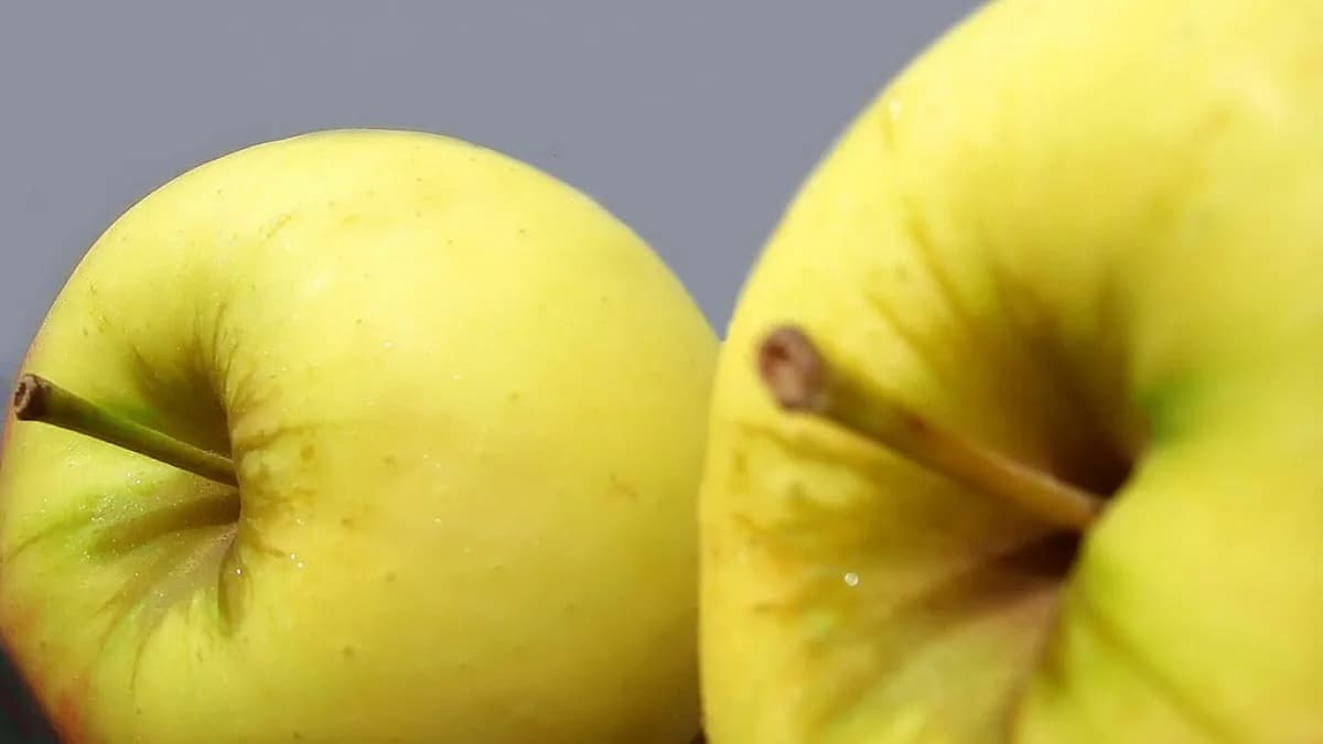 Duas maçãs amarelas em close