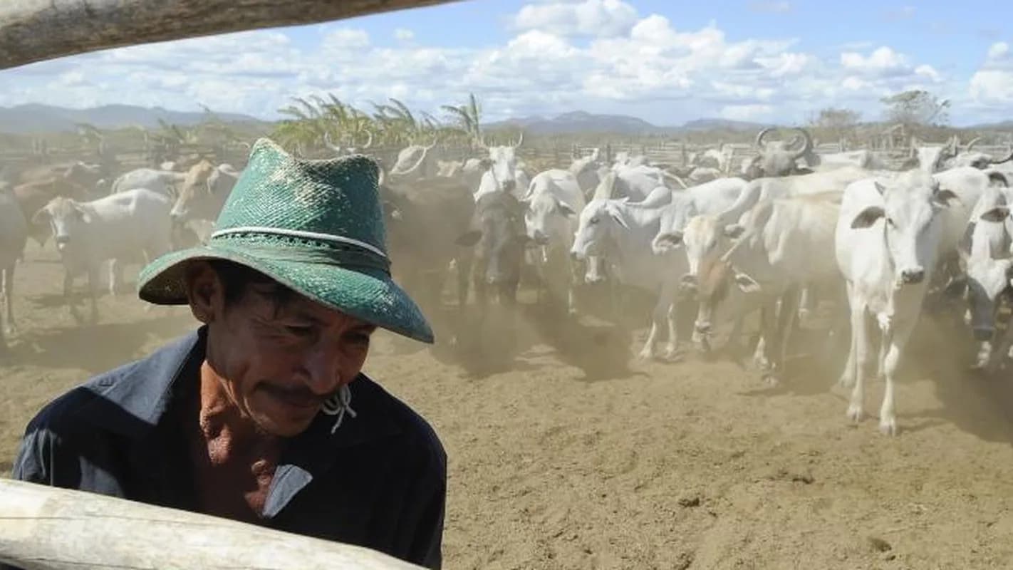 Vaqueiro conduz rebanho de gado em curral empoeirado (foto de arquivo)