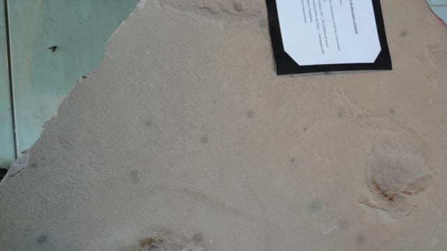 Placa fossilizada com pegadas de dinossauro terópode da Formação Botucatu, exposta em museu de Araraquara (SP), foto ilustrativa