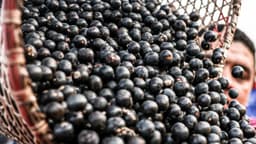 Cesto cheio de açaí colhido no mercado Ver-o-Peso, em Belém (PA), foto de arquivo do mercado de açaí