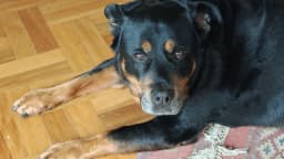 Cão da raça rottweiler adulto, imagem ilustrativa, sem relação com os animais do ataque