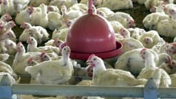 Frangos de corte em aviário de produção no Brasil (foto de arquivo)
