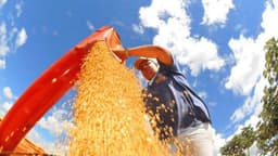 Trabalhador rural de boné acompanha a descarga de grãos por uma bica alaranjada sob céu azul; imagem de arquivo