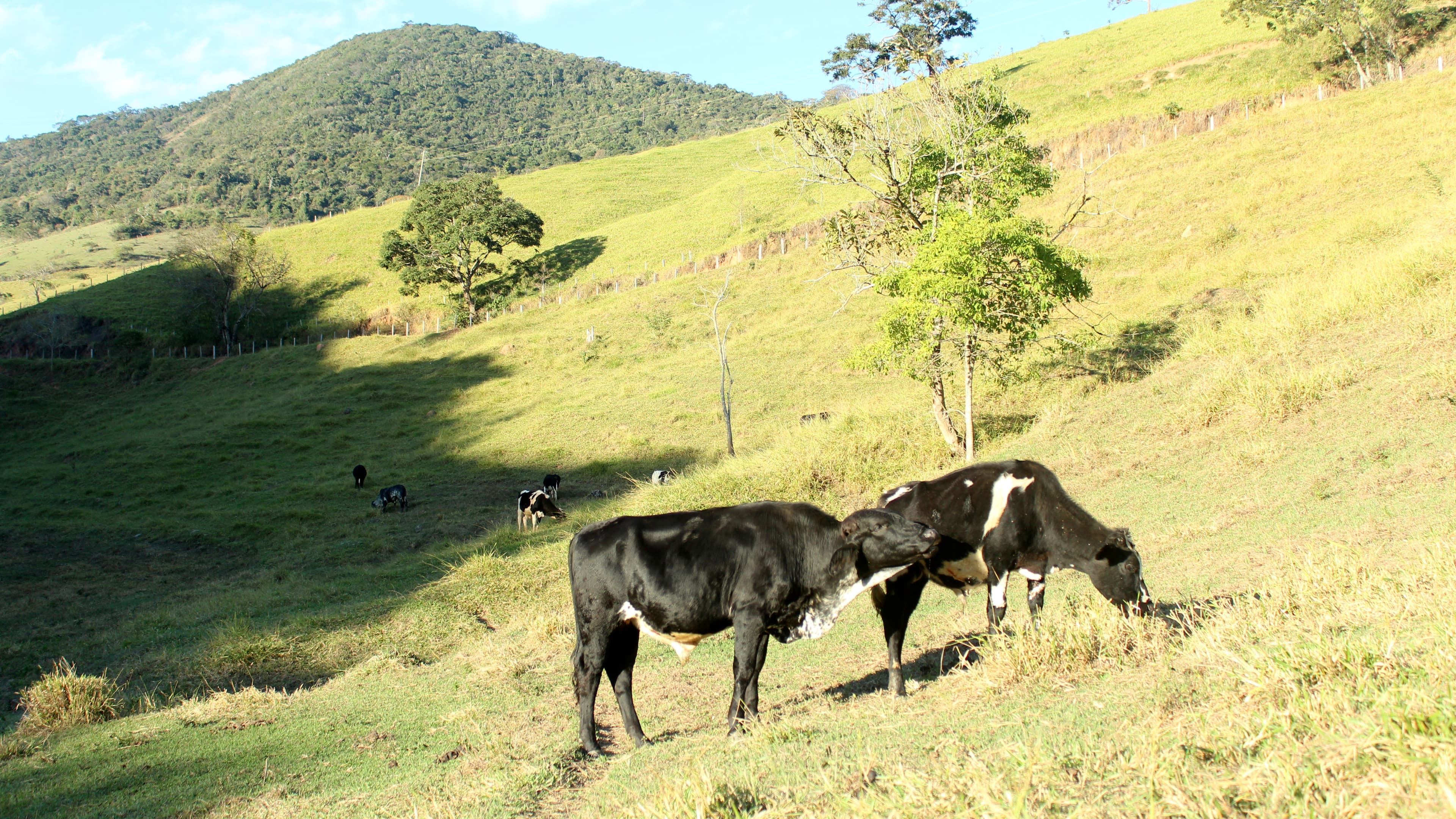 Bovinos pastando em fazenda no sul de Minas Gerais