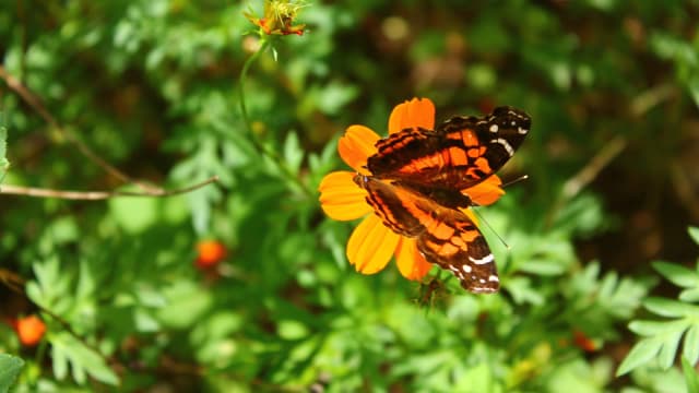 Borboleta do gênero Vanessa pousada em flor laranja, mostrando a coloração das asas