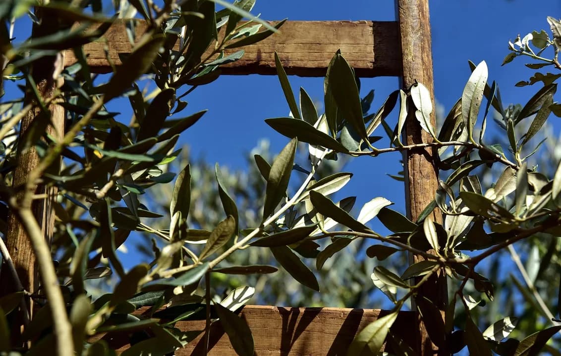 Imagem ilustrativa: wooden ladder, rung, olive tree, olive branch, olive leaves, olive harvest, agriculture, pick, rise, climb up, wood, olive tree, olive tree, olive tree, olive t