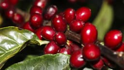 Close de grãos de café maduros em pé de cafeeiro, cultura que lidera as exportações do agronegócio mineiro
