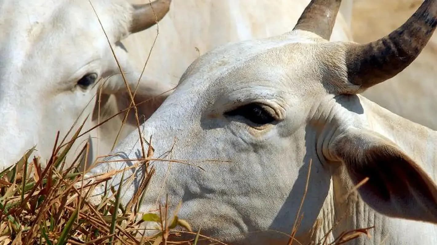 Cabeça de gado nelore em pasto, close-up mostrando chifres e olhos