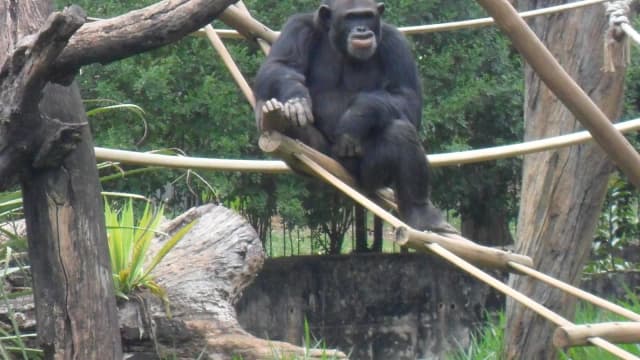 Chimpanzé no recinto do Zoológico de Belo Horizonte, onde Serafim viveu por 26 anos (foto de arquivo)