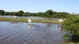 Gado bovino pastando em área alagada no Brasil