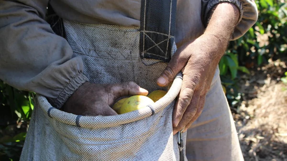 Trabalhador com as mãos em avental cheio de laranjas durante a colheita