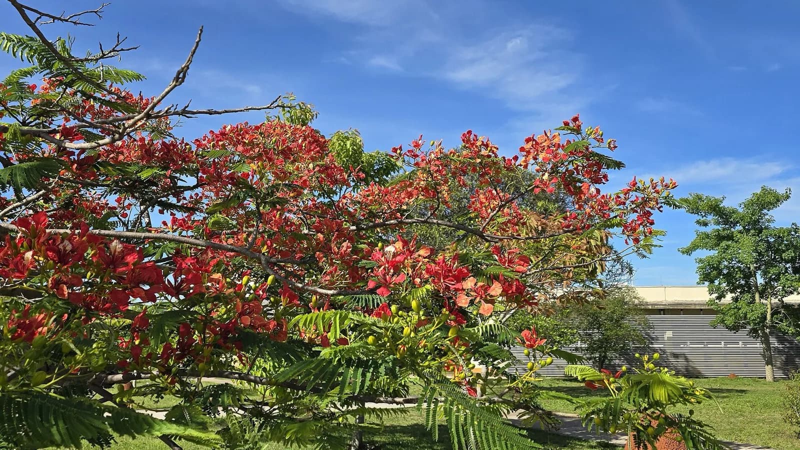 Flamboyant florido no campus Sorocaba da UFSCar, com prédio da universidade ao fundo
