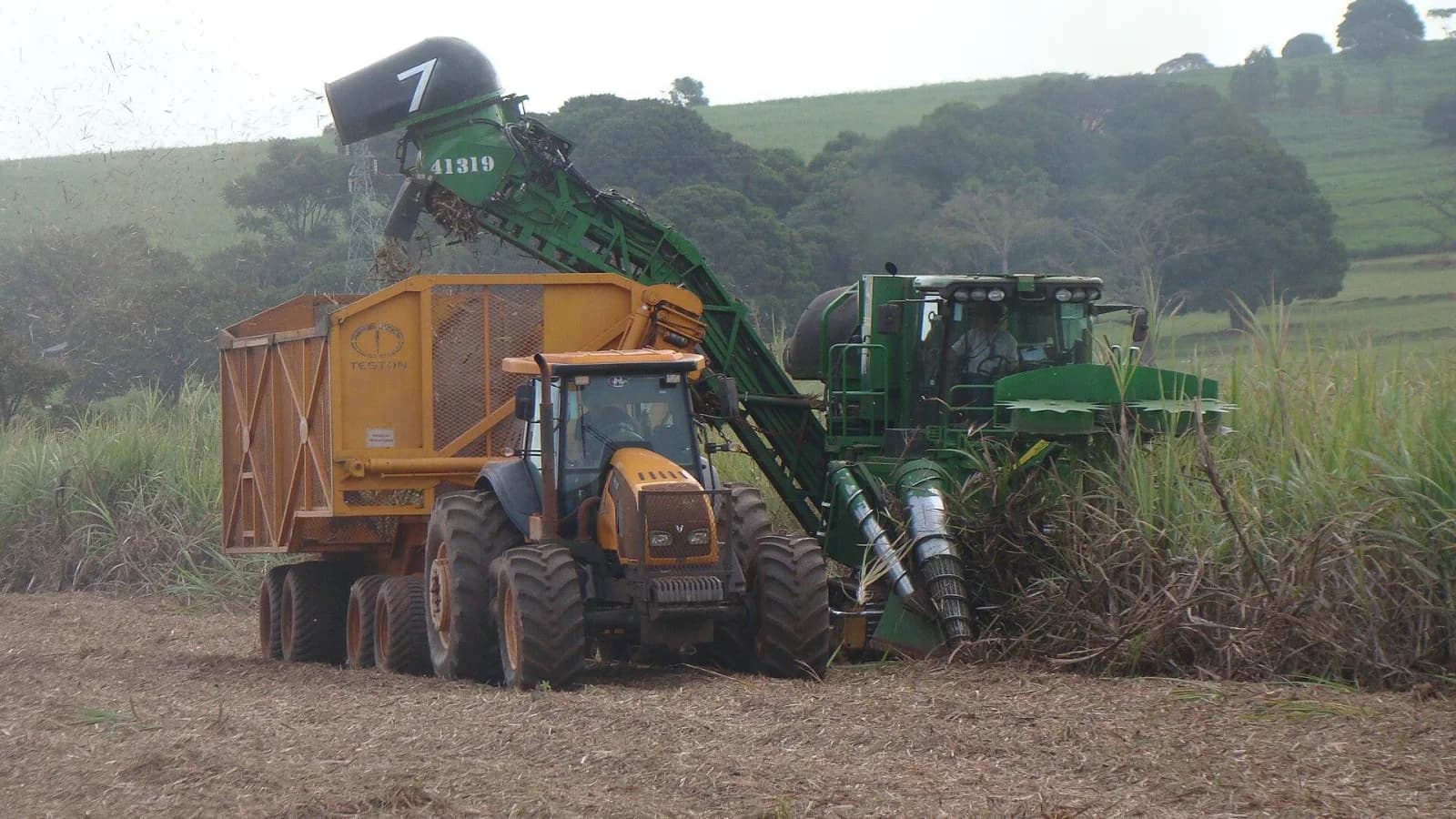 Colheitadeira mecanizada corta cana-de-açúcar em plantação, com operador visível na cabine