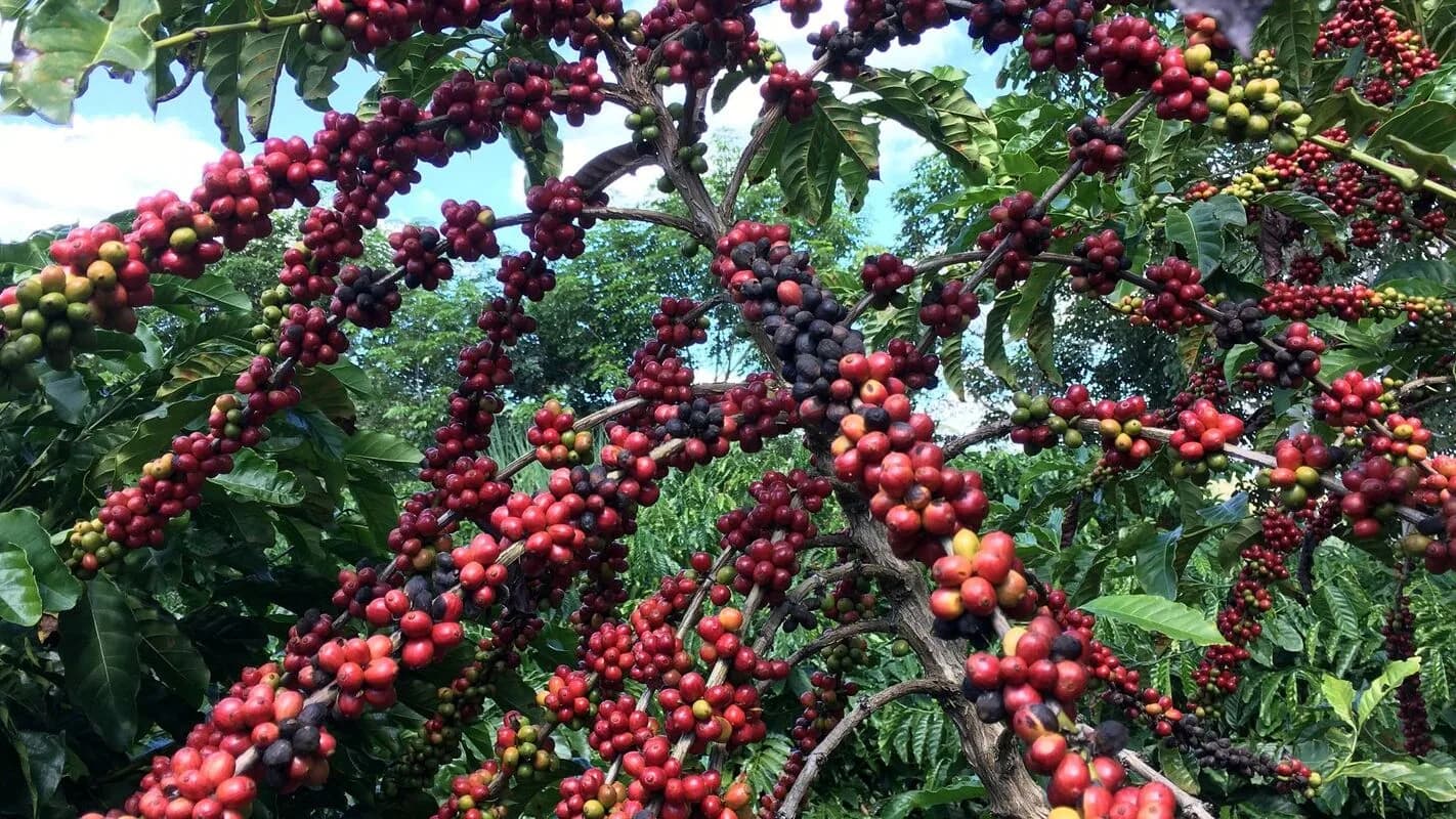 Cerejas de café maduras em pé de café