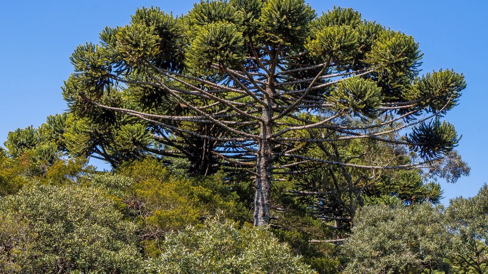 Araucária adulta de grande porte contra o céu azul