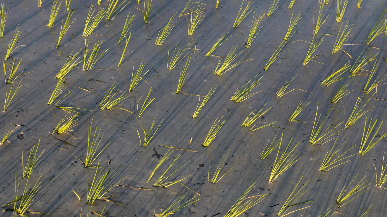 Plantação de arroz em campo alagado