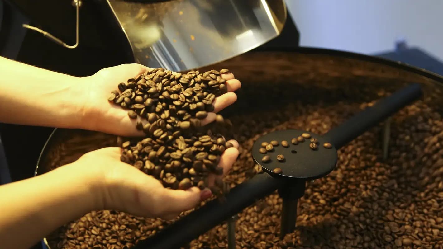 Mãos seguram grãos de café torrados sobre uma torradeira industrial, foto de arquivo do produto