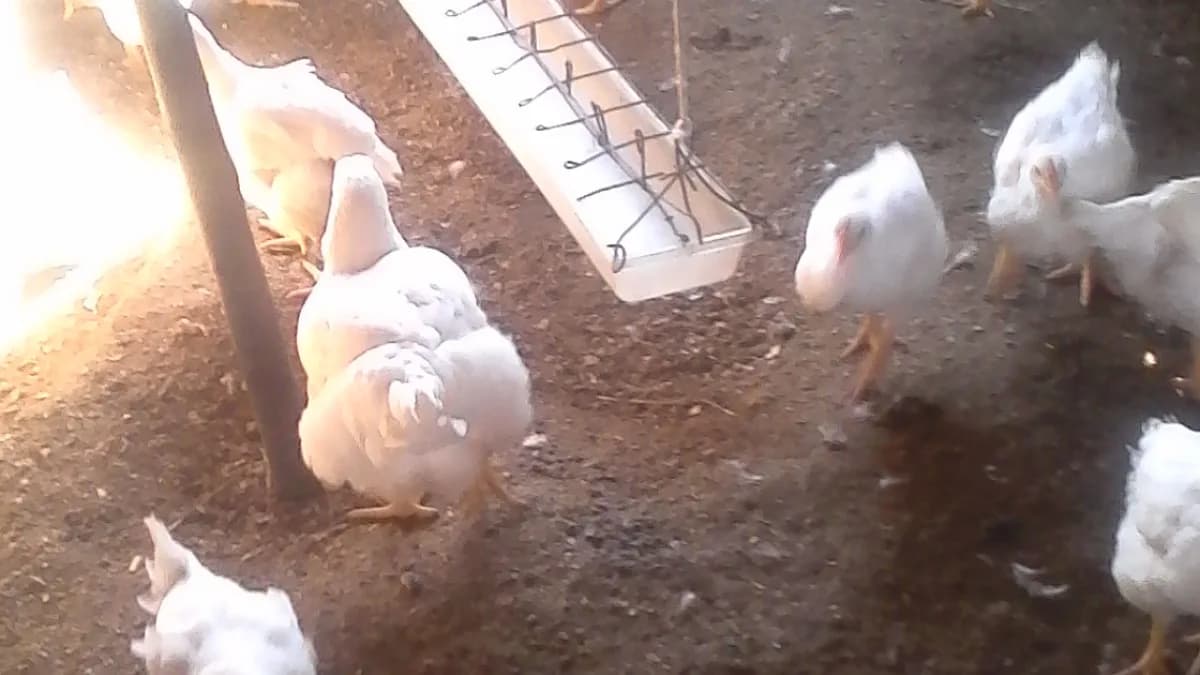 Granja de frangos de corte, aves brancas em galpão
