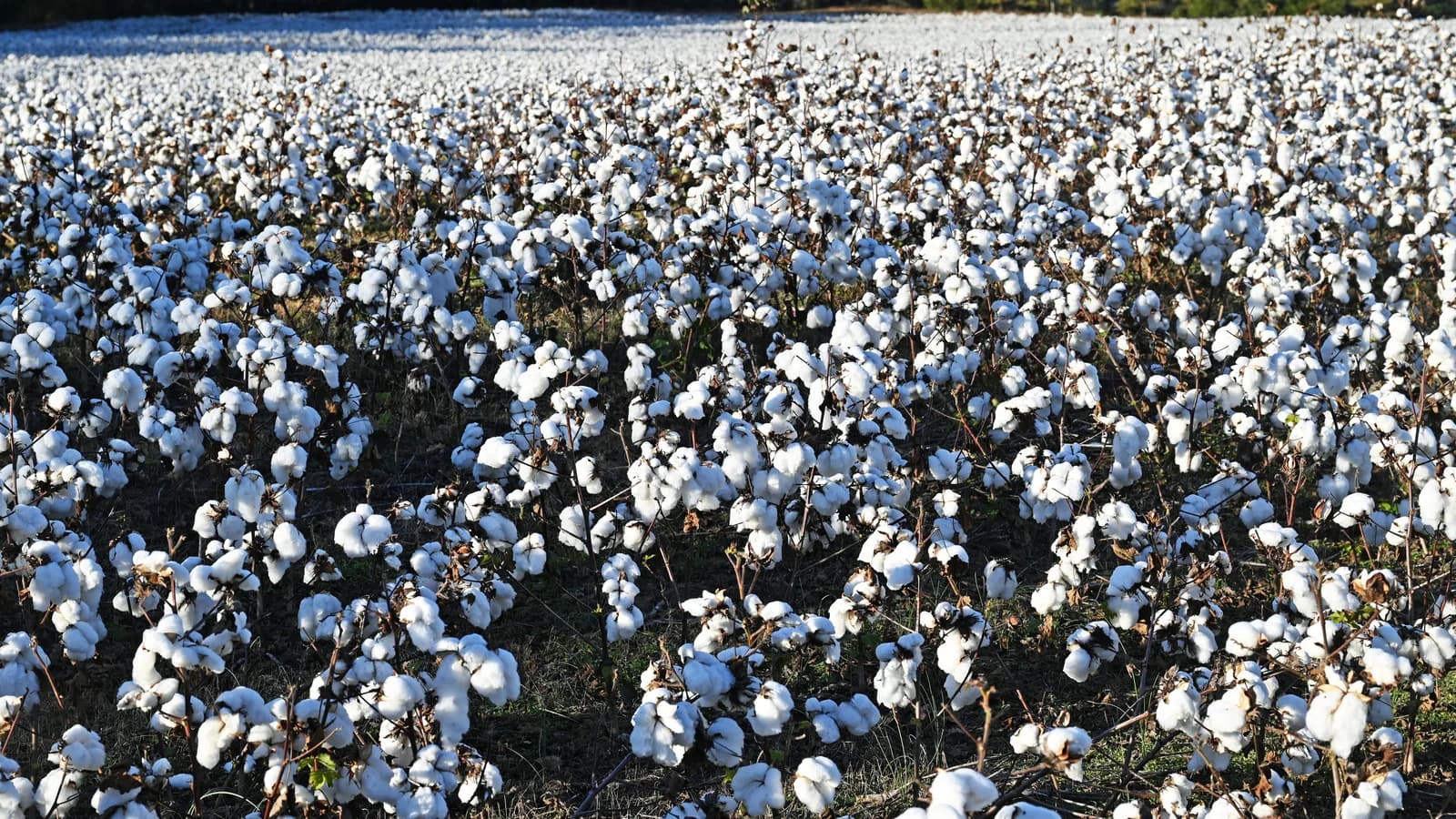 Plantação de algodão com capulhos abertos, prontos para a colheita